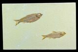 Two Fossil Fish (Knightia) - Green River Formation, Wyoming #122764-1